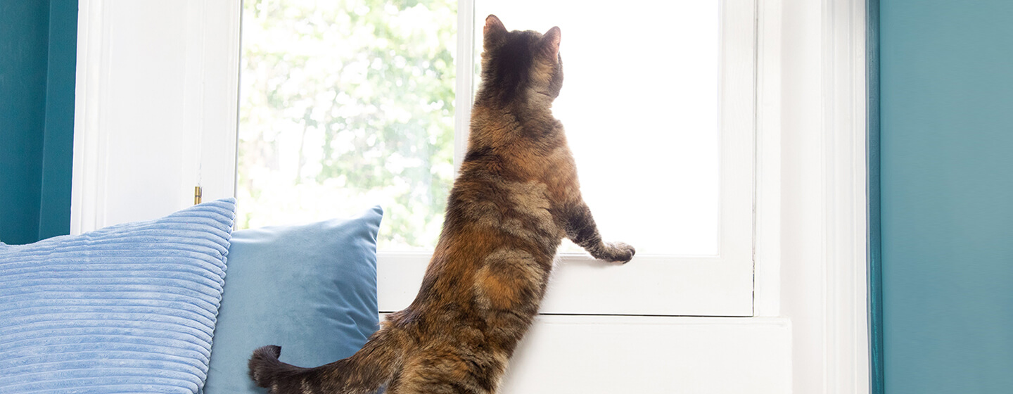 Keeping Indoor Cats House Cats Purina